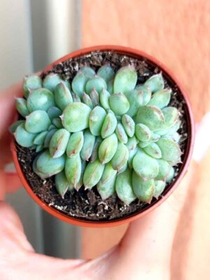 Echeveria Pulidonis crestada