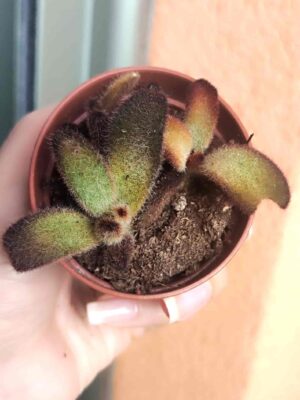 Kalanchoe Tomentosa Chocolate Soldier 5,5