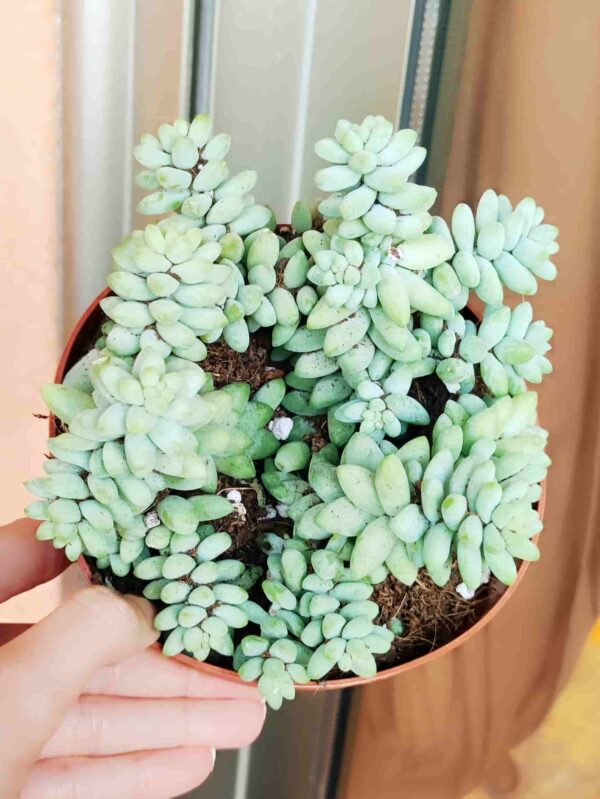 Sedum Morganianum