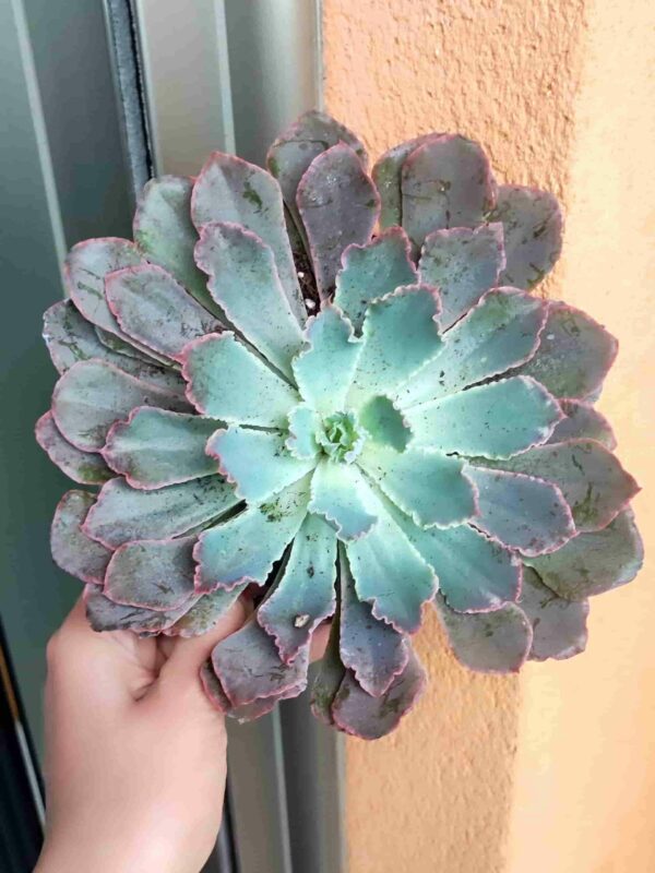 Echeveria Neon Breakers 13