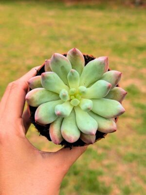 Pachyveria Angel Fingers 8,5