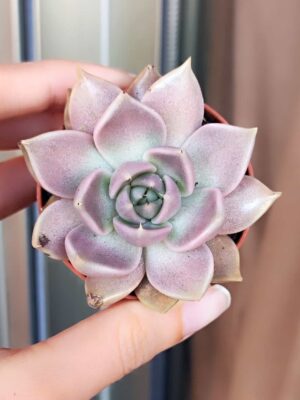 Echeveria Tobarensis