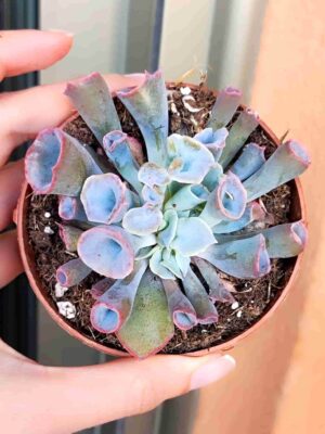 Echeveria Trumpet Pink