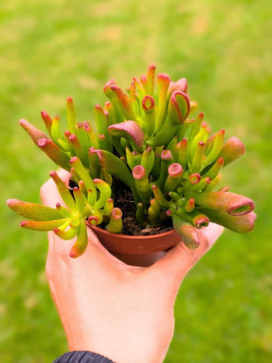 Crassula Ovata Hobbit 8,5