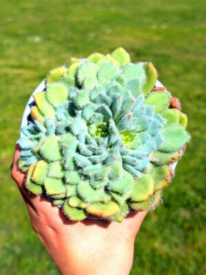 Echeveria Setosa var. Minor 13