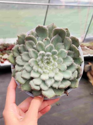 Echeveria Setosa var. Minor 13