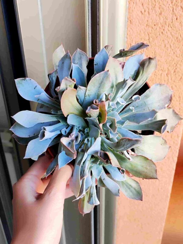Echeveria Trumpet Pink 13