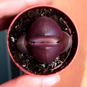 Pleisopilos Nelii cv. Royal Flush Purple