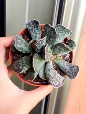 Adromischus Cooperi 8,5