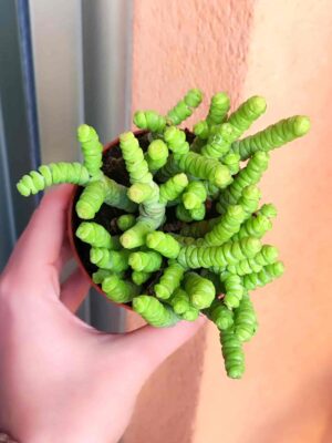 Crassula Babys Necklace