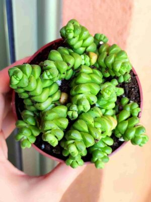 Crassula Marchandii