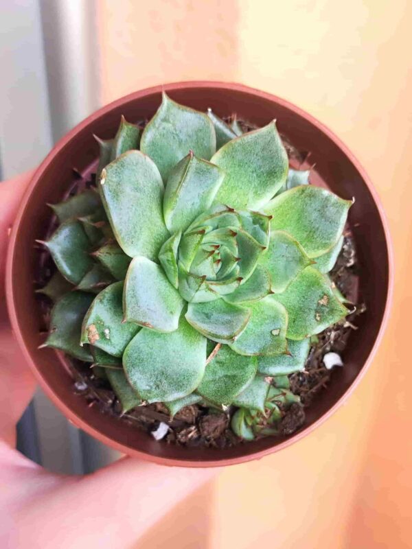 Echeveria Fabiola 8,5