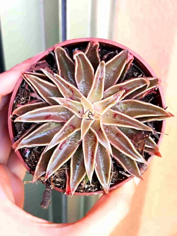 Echeveria Sabre Wolf