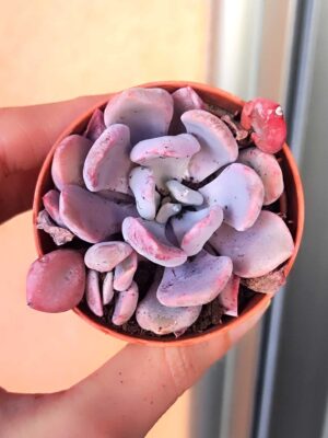 Graptoveria-Lilac-Spoons