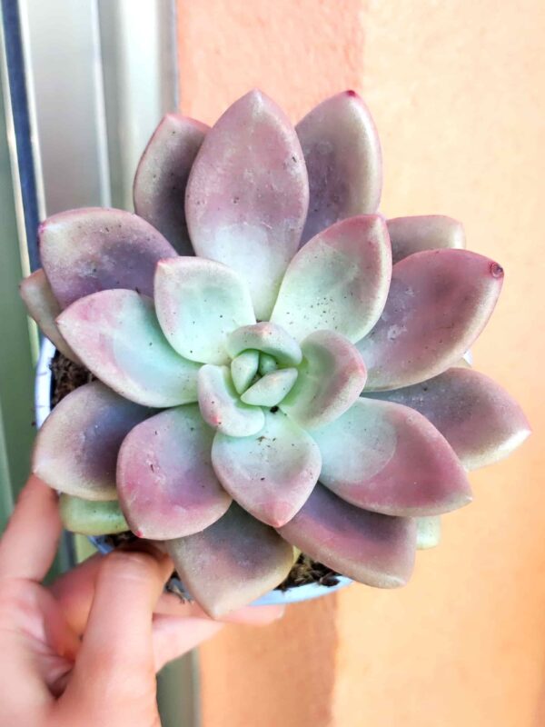 Graptoveria-Pink-Donna