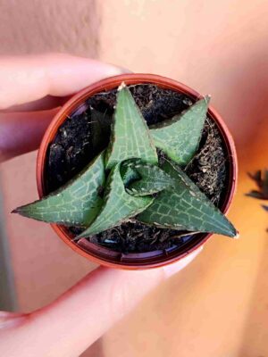 Haworthia Venosa 5,5