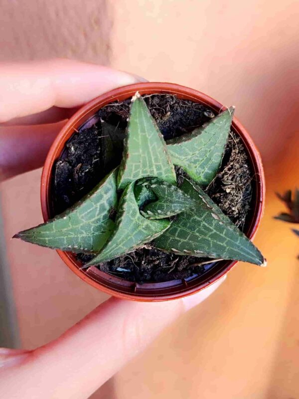Haworthia Venosa 5,5