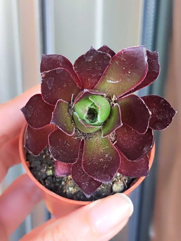 Aeonium x Blushing Beauty