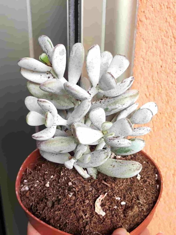 Cotyledon Orbiculata 13