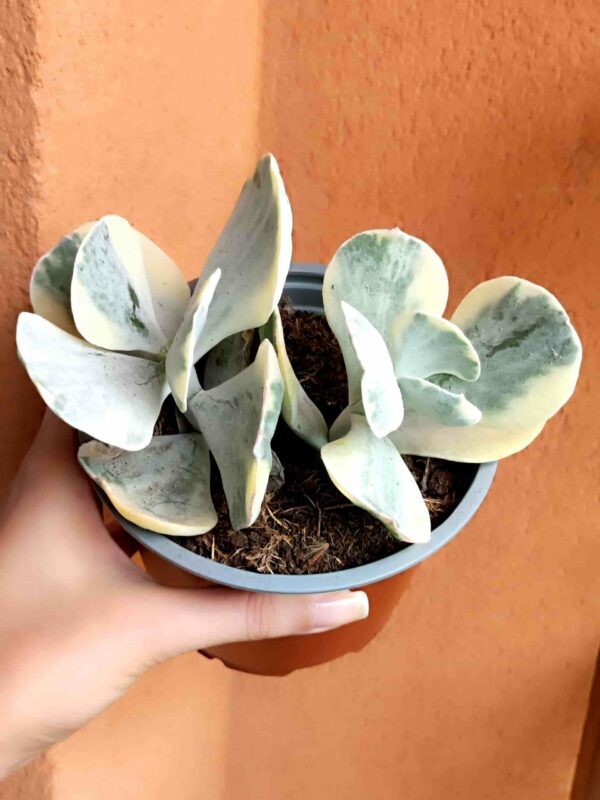 Cotyledon Undulata variegata