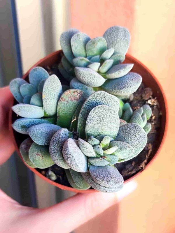 Crassula Tecta