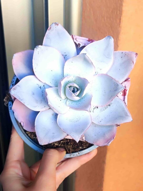 Echeveria Cante