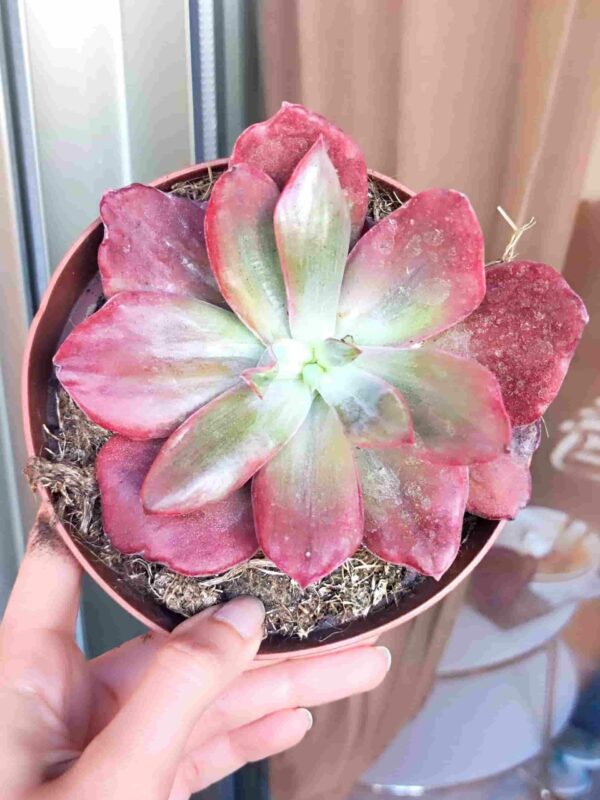 Echeveria Diamond State variegata