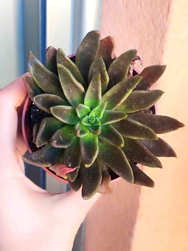 Echeveria Serrana