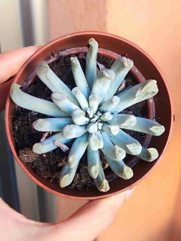 Echeveria Spider