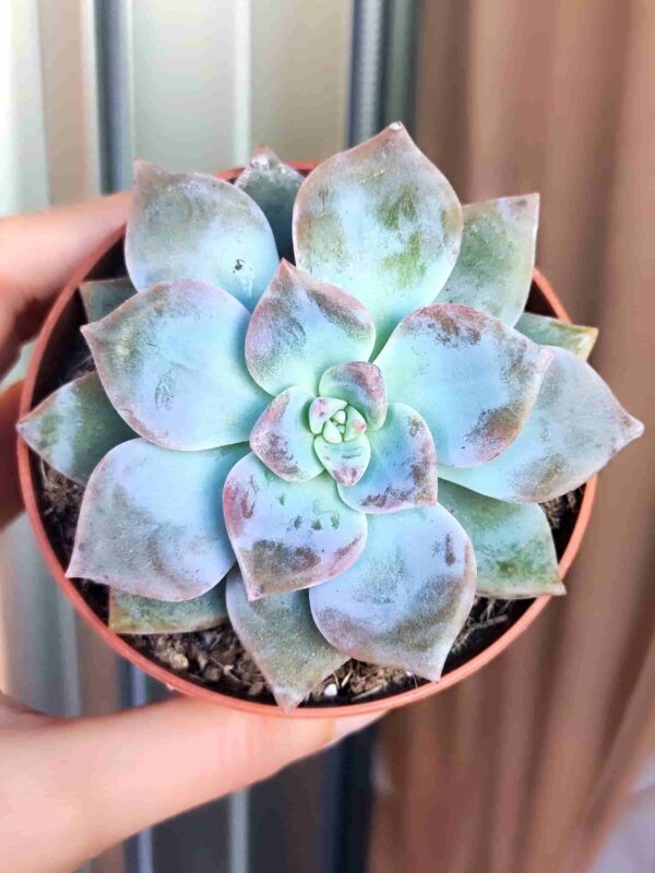 Graptopetalum Amarna