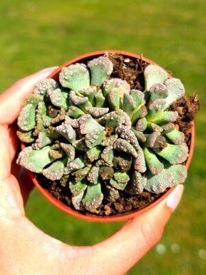 Titanopsis Calcarea 8,5