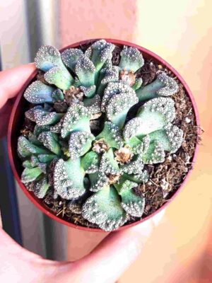 Titanopsis Calcarea
