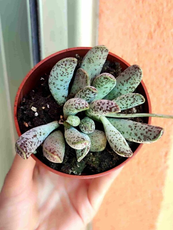 Adromischus Filicaulis