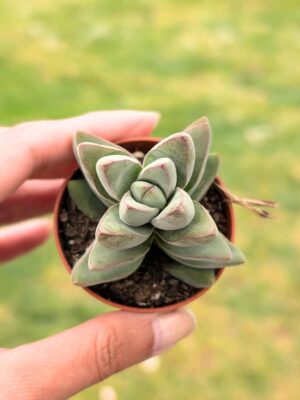 Crassula Ben Moon 5,5