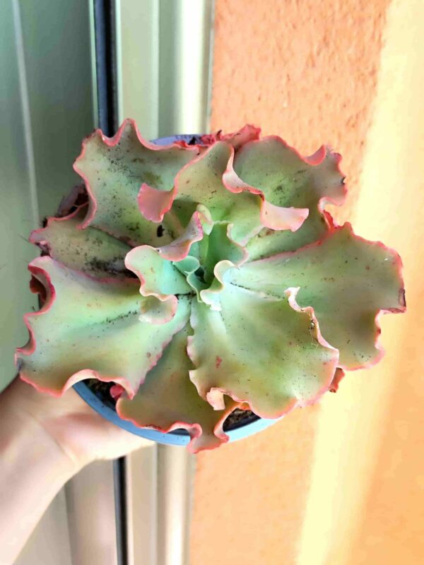 Echeveria-Crenulata