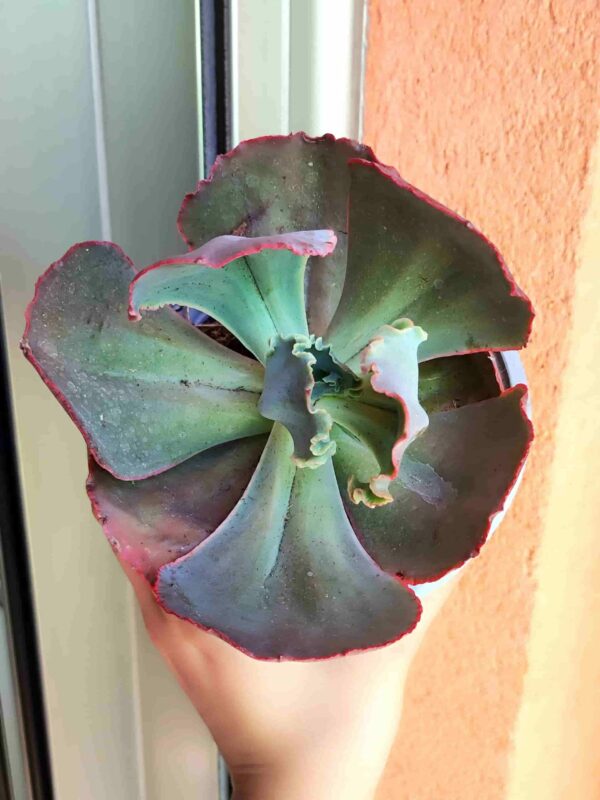 Echeveria Kissing