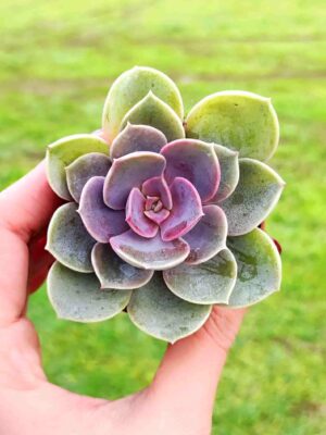 Echeveria Perle Von Nurnberg 5,5