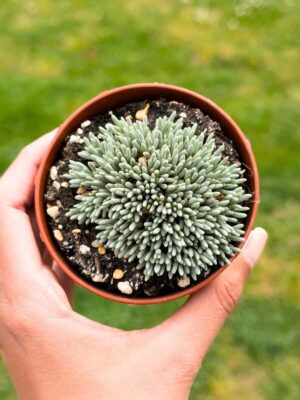 Delosperma Sphalmanthoides 8,5