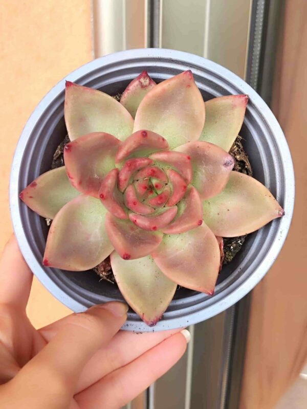Echeveria Frank Reinelt