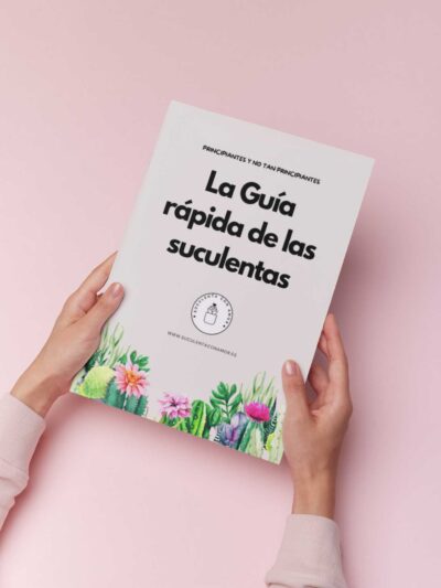 La guía rápida de las suculentas