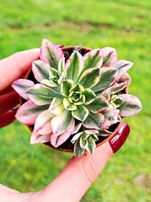 AEONIUM GREEN TEA M5,5