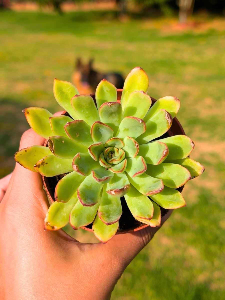 Echeveria Pulidonis 8,5