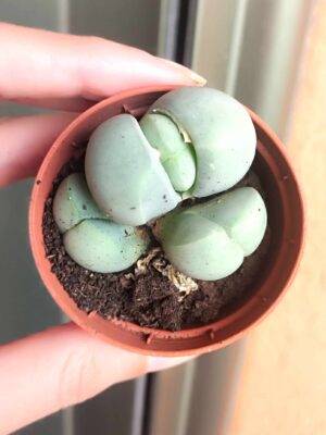 Gibbaeum Heathii
