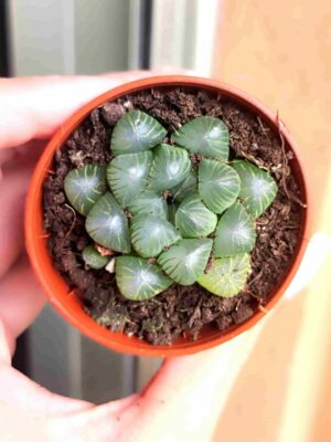 Haworthia Cooperi
