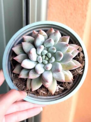 Pachyveria-Angels-fingers-