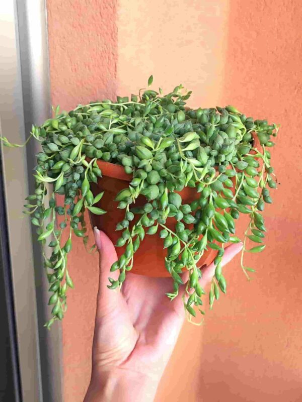 Senecio Herreianus2