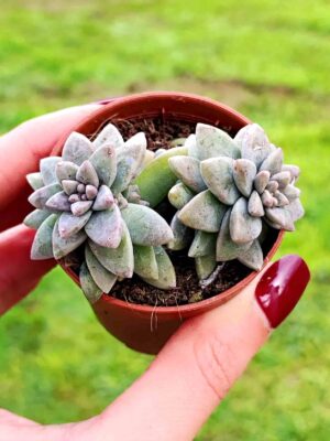 sedeveria pink granite 5,5