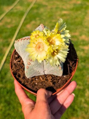 Astrophytum Myriostigma 13