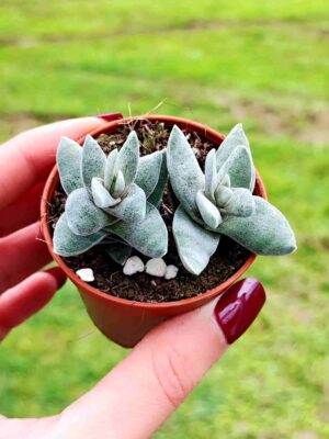 CRASSULA FALCATA MINOR 5,5