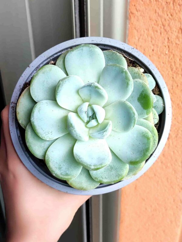 Echeveria Albicans